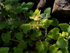 Lamium garganicum