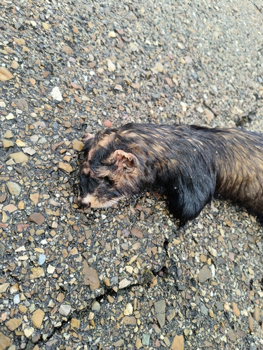 European Polecat