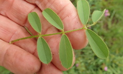 Tephrosia macropoda