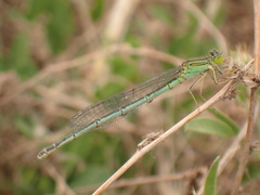 Paracercion plagiosum