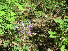 Astragalus suffruticosus