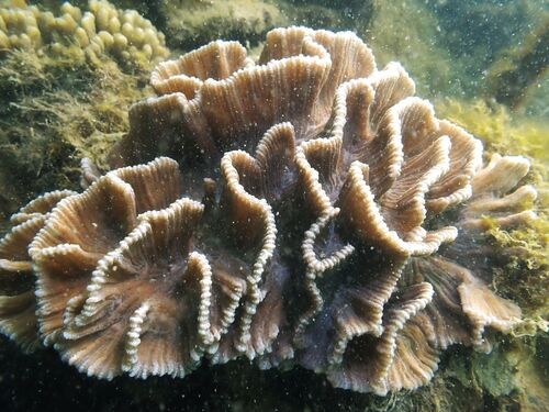Pectinia lactuca observed 2026-10-03