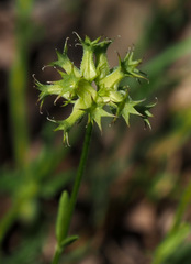 Valerianella dactylophylla