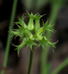 Valerianella dactylophylla