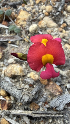 Chorizema rhombeum, 2026-10-03