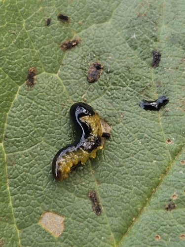 Cherry Slug Sawfly