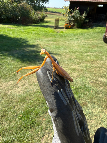 European Mantis