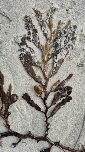 Cystophora platylobium observed 2026-09-25