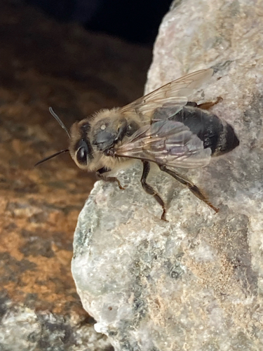 Western Honey Bee