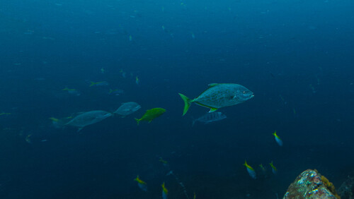 Carangoides fulvoguttatus observed 2026-09-19