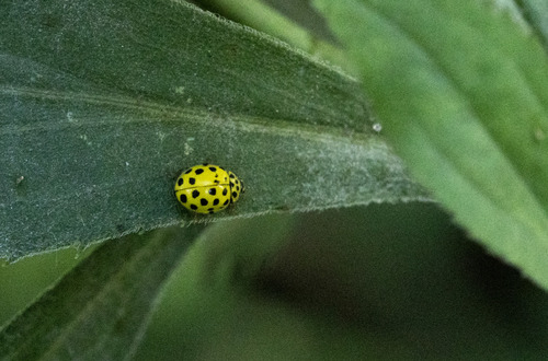22-spot Ladybird