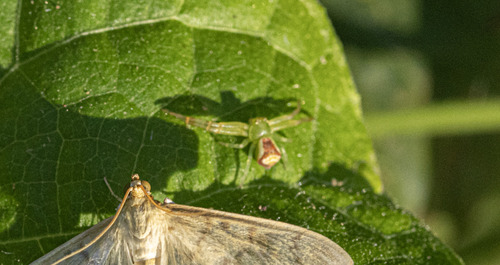 Triangle Crab Spider