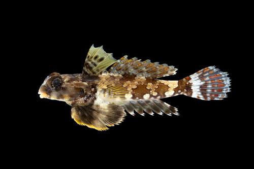 Neosynchiropus ocellatus observed 2026-09-19