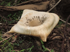Pleurotus tuber-regium