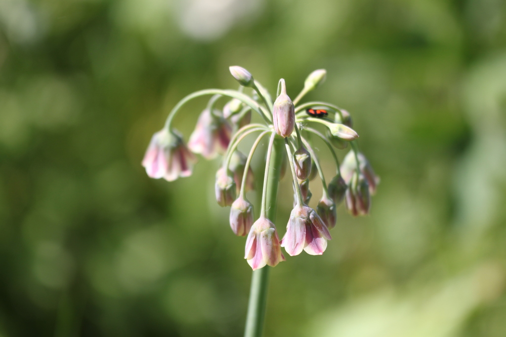 Allium Subg. Nectaroscordum