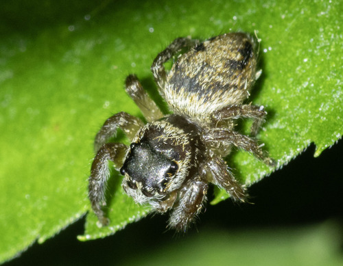 Evarcha arcuata