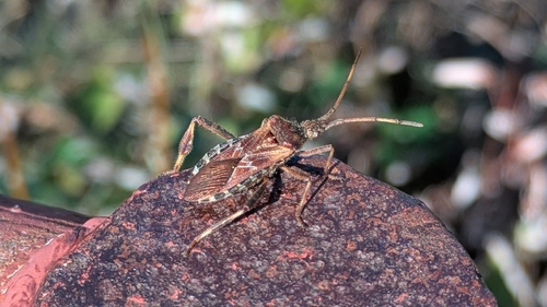 Western Conifer Seed Bug