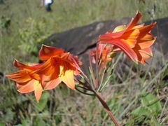 Alstroemeria gardneri