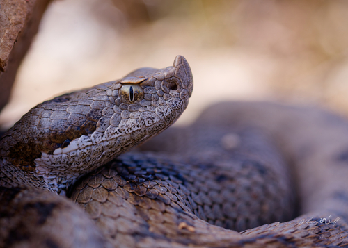 Lataste's Viper, Burgos, ES-CL, ES, photo 9 of 10