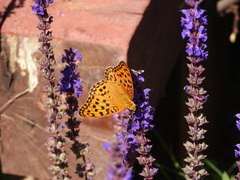 Argynnis vorax