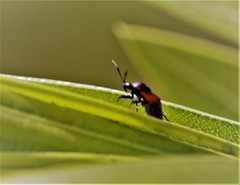 Deraeocoris rutilus