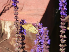 Argynnis vorax