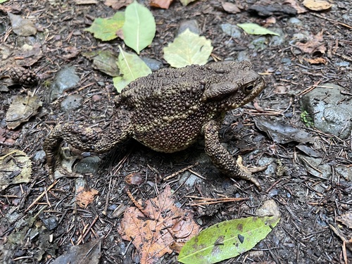 European Toad