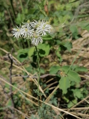 Thalictrum petaloideum