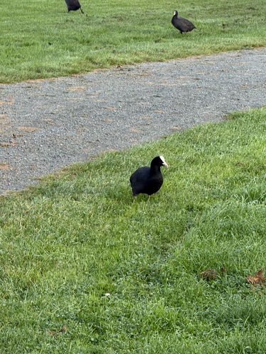 Eurasian Coot