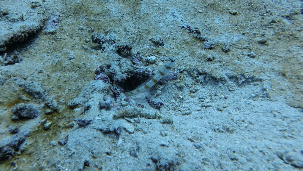 Eyebrow Goby