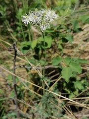Thalictrum petaloideum