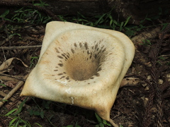 Pleurotus tuber-regium
