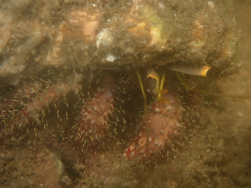 Dardanus lagopodes observed 2026-09-25