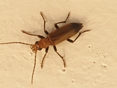 Nacerdes melanura