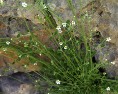 Arenaria deflexa