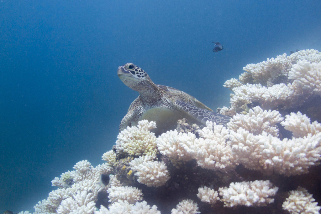 Green sea turtle