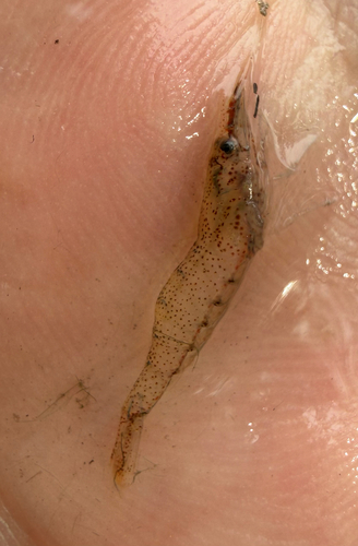 Atyaephyra desmarestii observed 2026-10-03