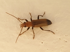 Nacerdes melanura