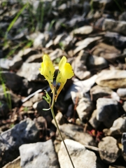 Linaria supina