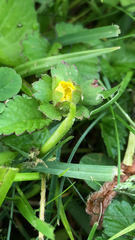 Potentilla indica