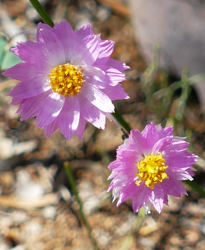 Rhodanthe manglesii, 2026-10-02