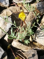 Linaria supina