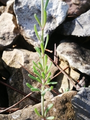 Linaria supina