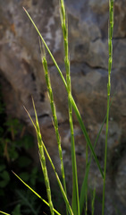 Elymus panormitanus