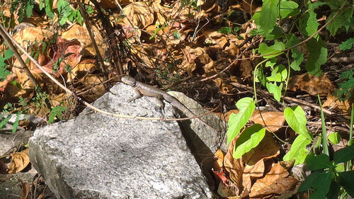 Peters' Lava Lizard
