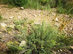 Onobrychis saxatilis