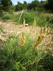 Onobrychis saxatilis