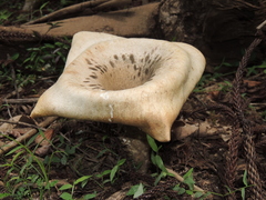 Pleurotus tuber-regium