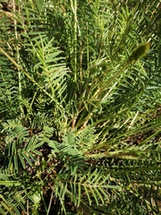 Onobrychis saxatilis