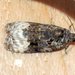 Sallow Apotomis Moth - Photo (c) Stuart Tingley, some rights reserved (CC BY-NC), uploaded by Stuart Tingley